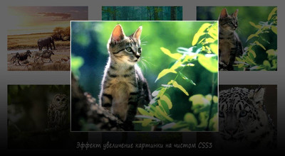 Эффект LightBox CSS для увеличение картинок